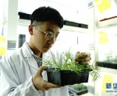 上海多地发现国家二级重点保护野生植物粗梗水蕨