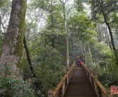 穿越千年红豆杉古树群 领略原始森林谧境